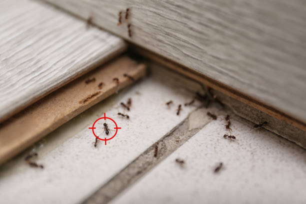 Best Pest Removal Services  in Honsville, GA