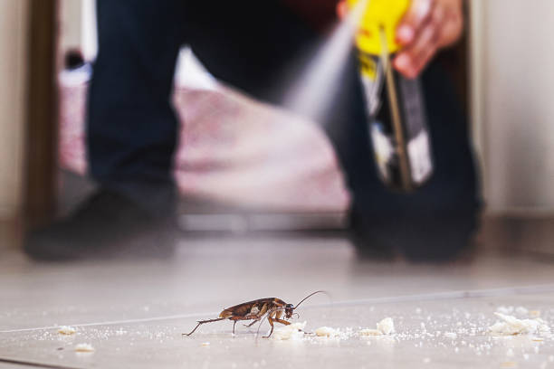 Best Insect Control  in Honsville, GA
