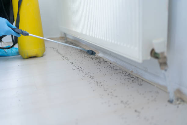 Best Affordable Pest Control Services  in Honsville, GA